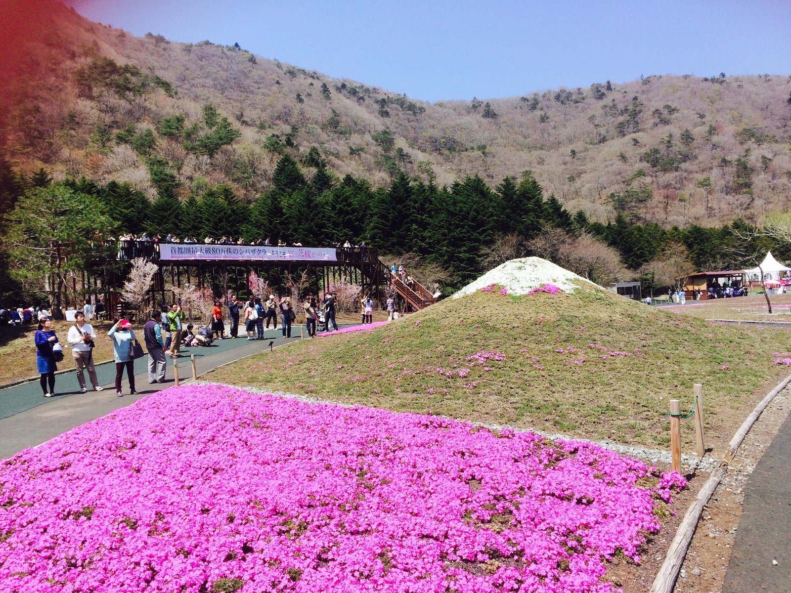 富士芝桜まつり会場