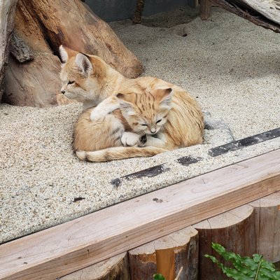 神戸どうぶつ王国