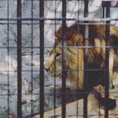 野毛山動物園