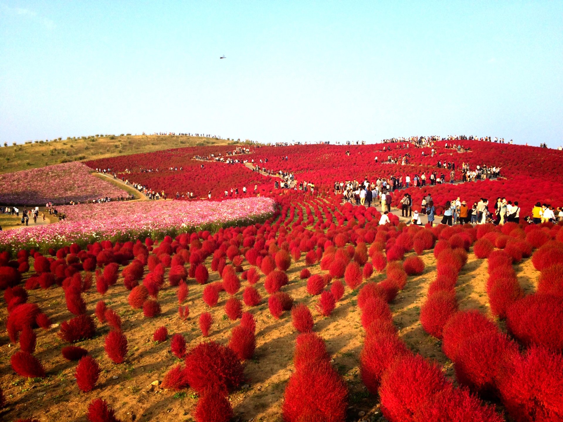 【なんじゃこりゃ！？】珍しい絶景紅葉が見れる"ひたち海浜公園"は一日中いても飽きない！