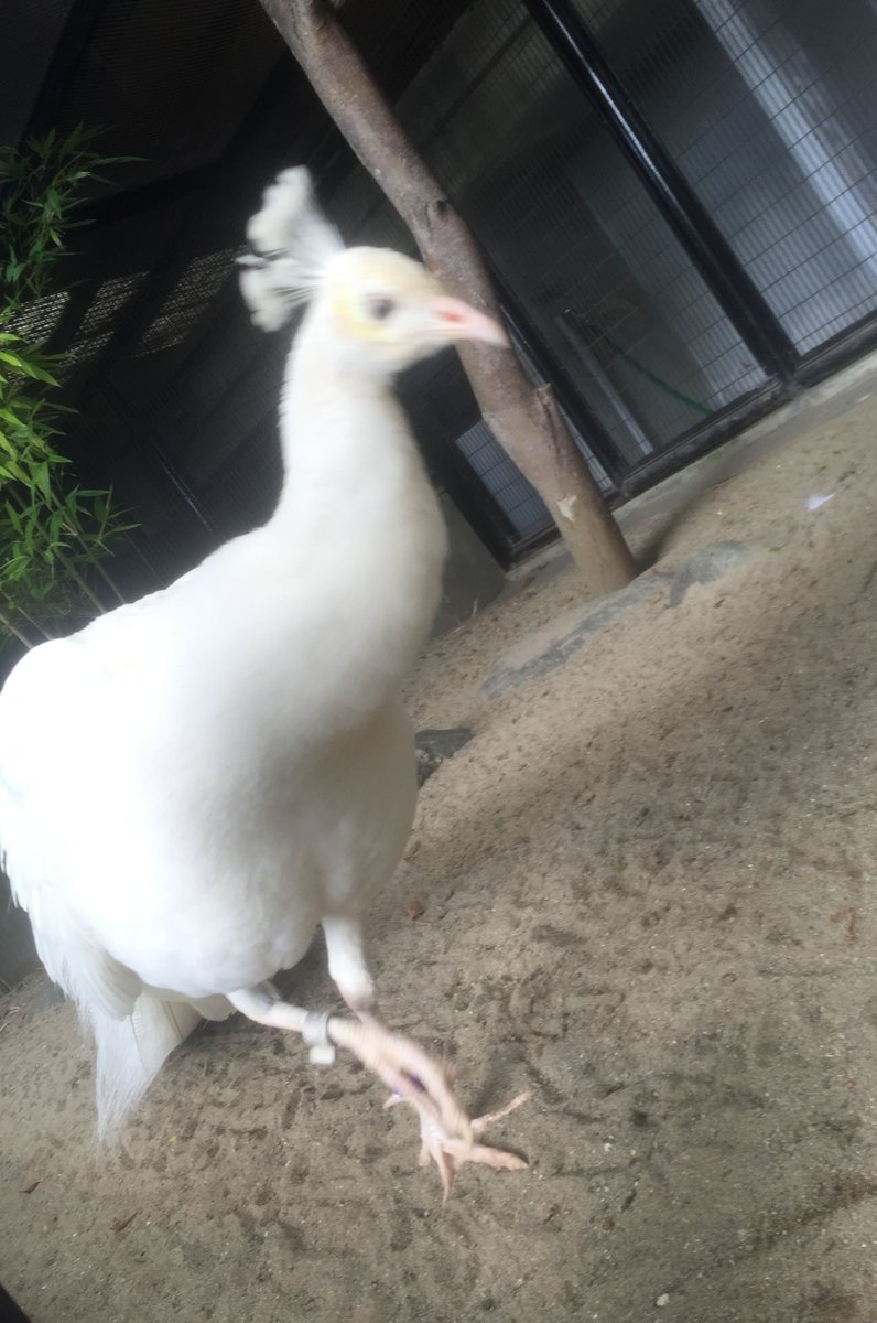 野毛山動物園