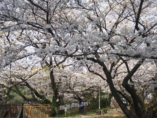 桧原桜