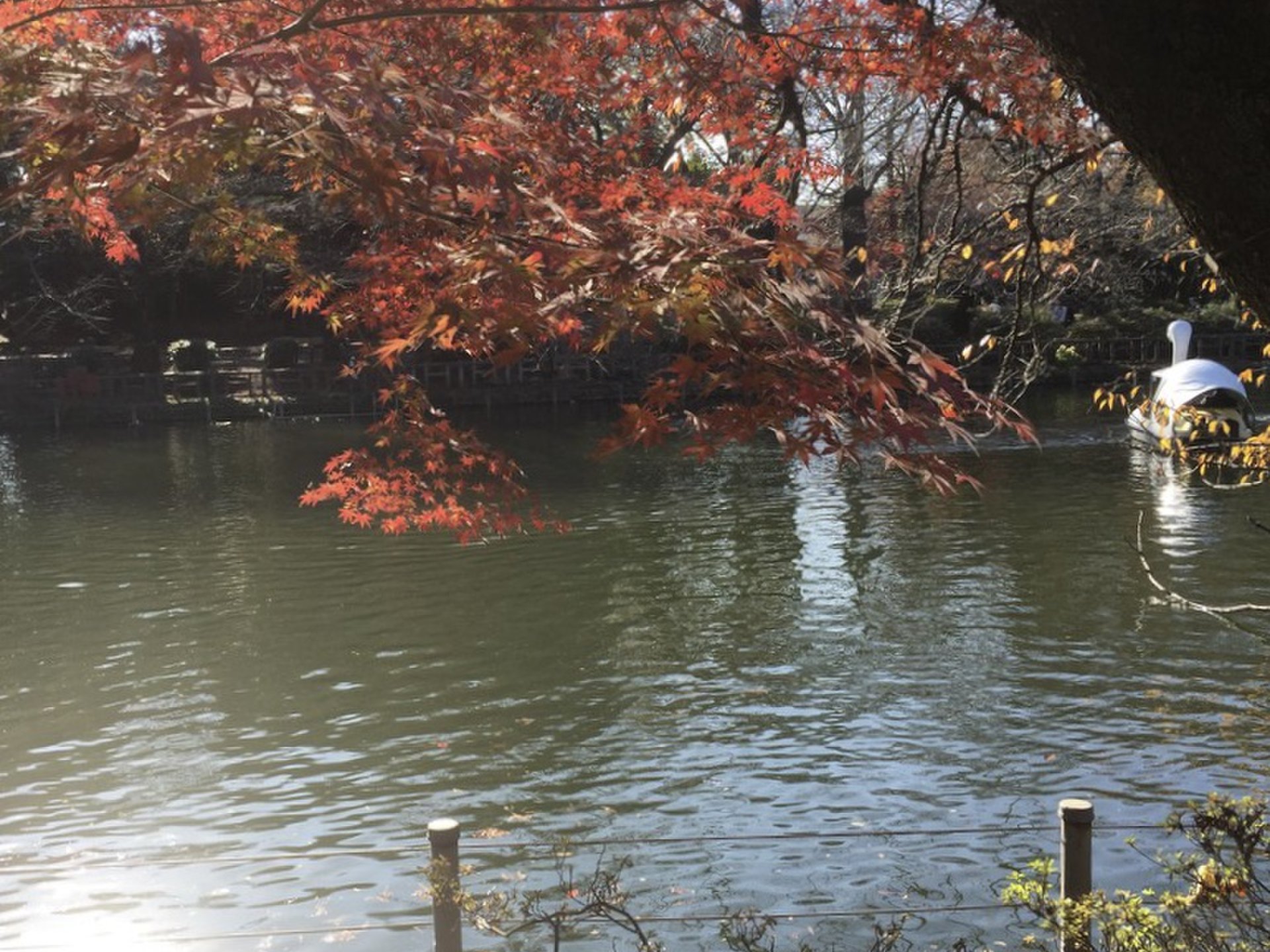 1人で吉祥寺&荻窪ぶらり♡紅葉が綺麗な公園お散歩の後は整体マッサージ！