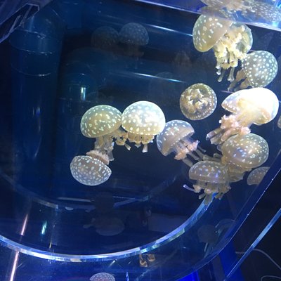 すみだ水族館