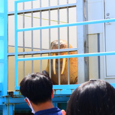 鳥羽水族館