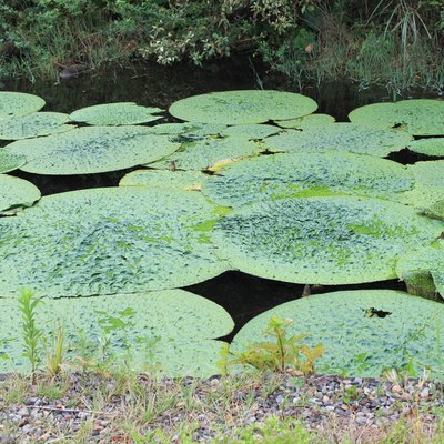 葛西臨海公園