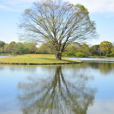 国営昭和記念公園