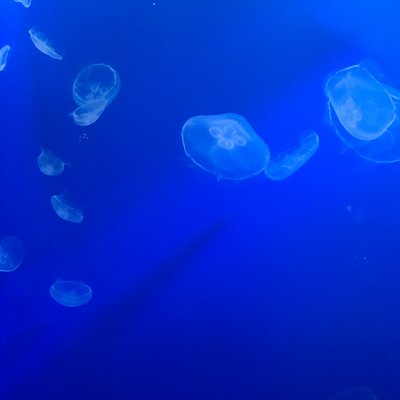 すみだ水族館