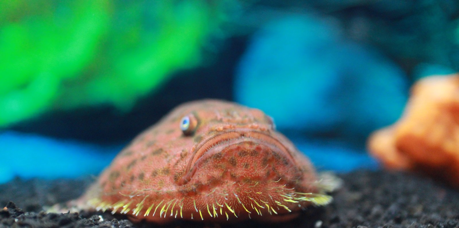 沼津港深海水族館