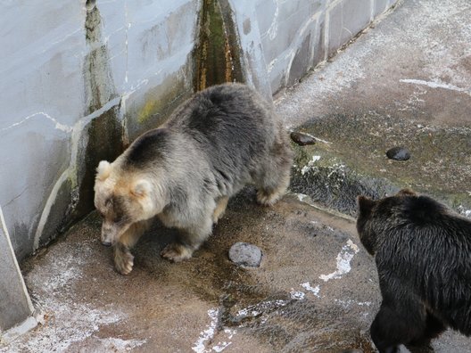 のぼりべつクマ牧場