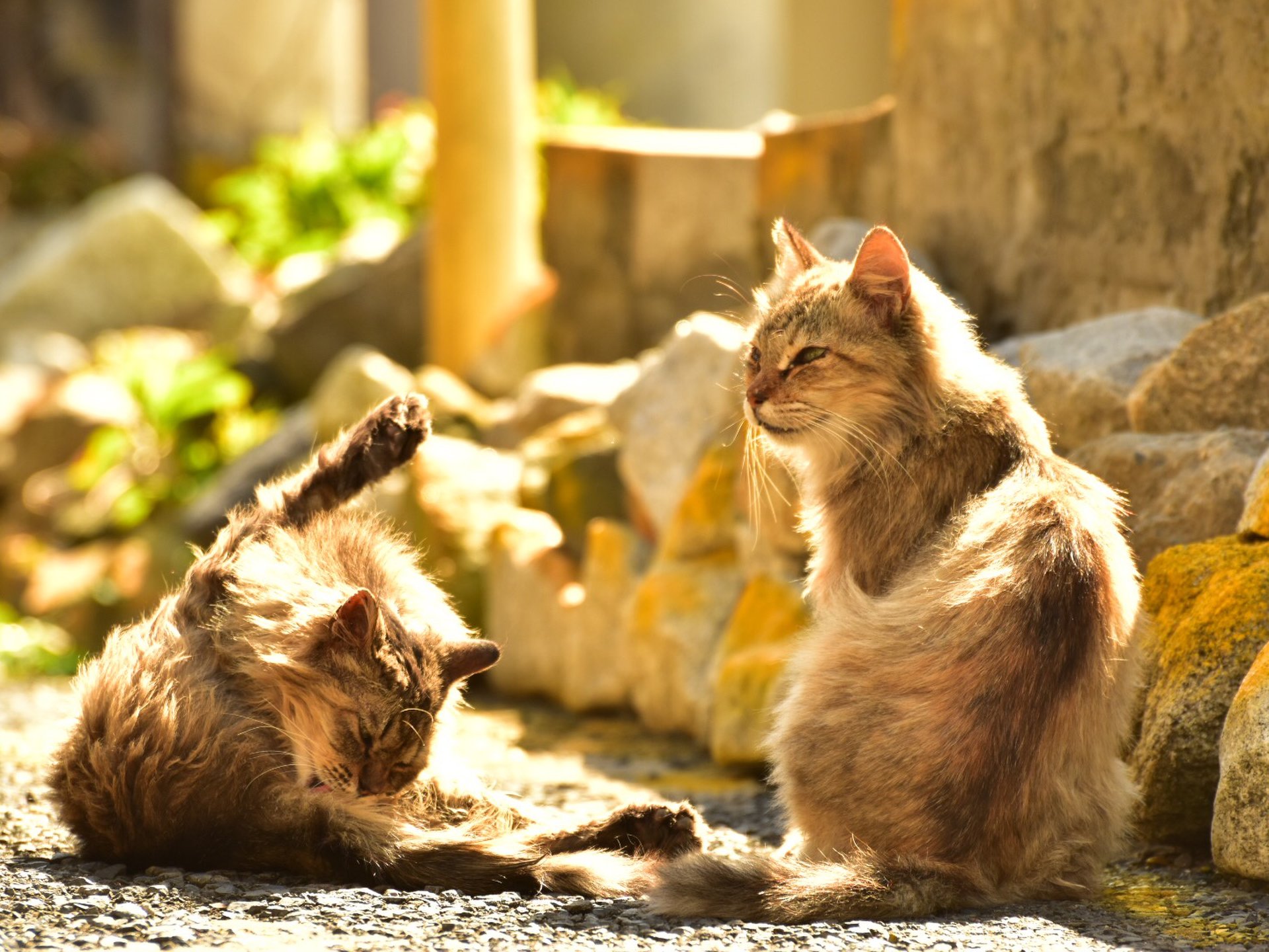 【完全保存版！】猫好きに絶対行ってほしいスポット厳選集