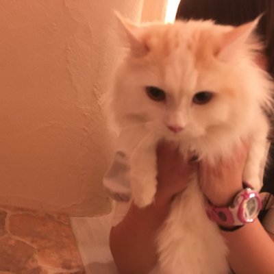 Cat Cafe てまりのおしろ