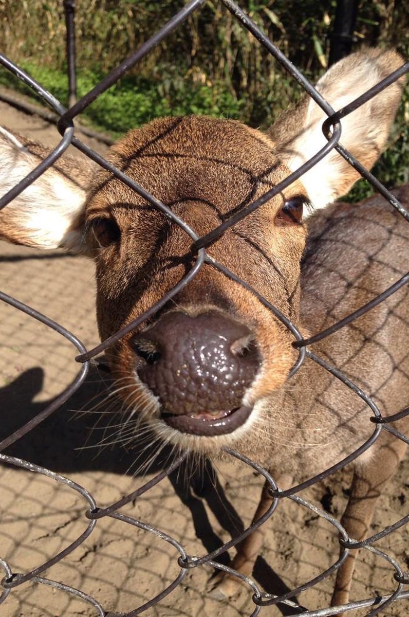 フェニックス自然動物園