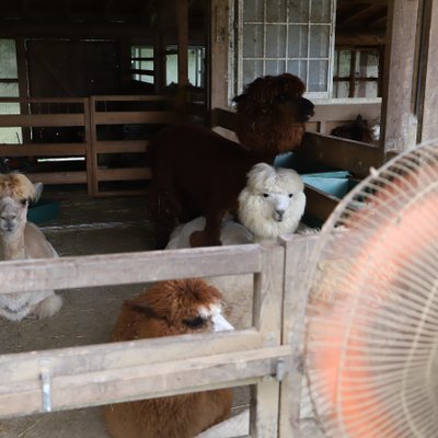 のんびり温泉別館 イワナの里