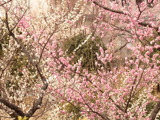 羽根木公園