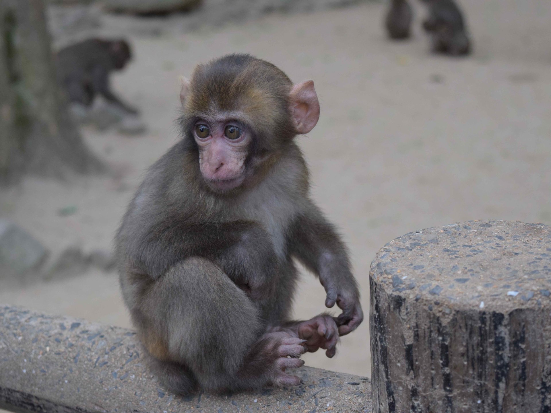 高崎山自然動物園