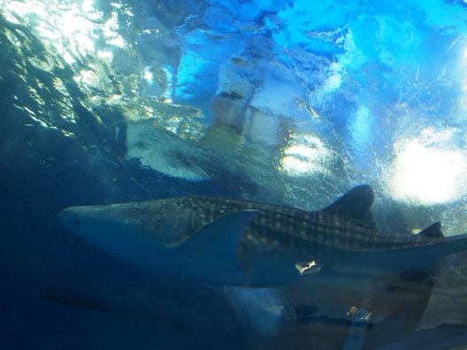 いおワールド かごしま水族館