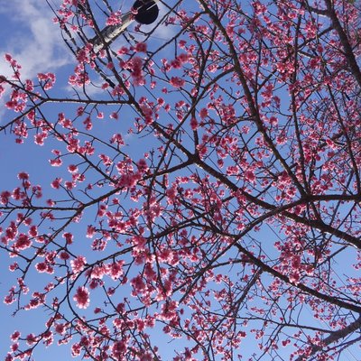 八重岳・桜の森公園