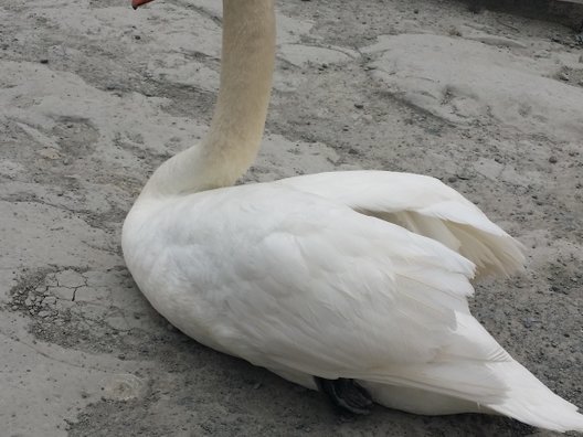 掛川花鳥園