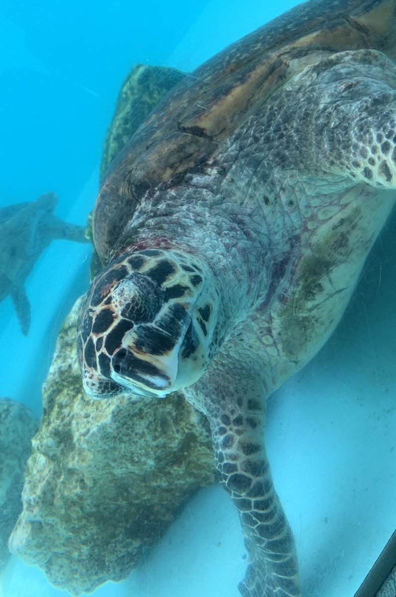 沖縄美ら海水族館