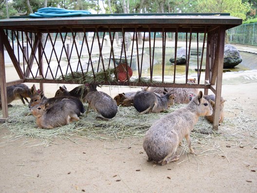 国営海の中道海浜公園 動物の森