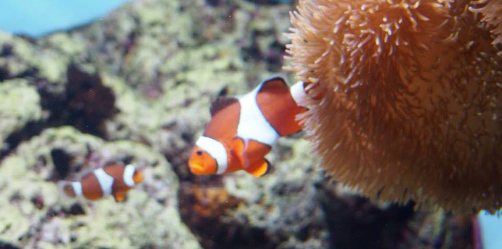 いおワールド かごしま水族館