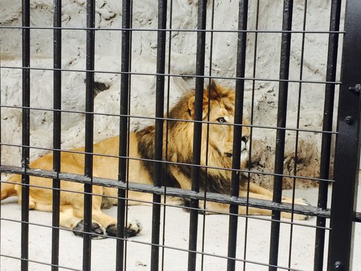 野毛山動物園