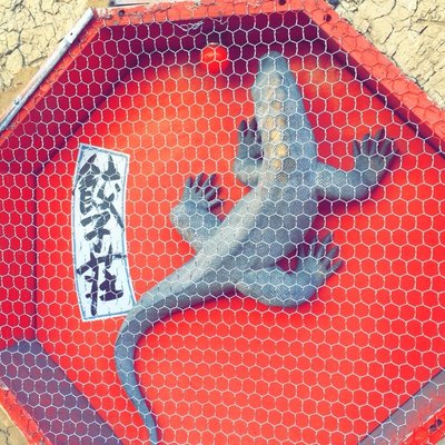 餃子荘 紅蜥蜴