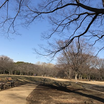 代々木公園