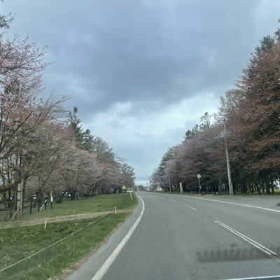 二十間道路桜並木