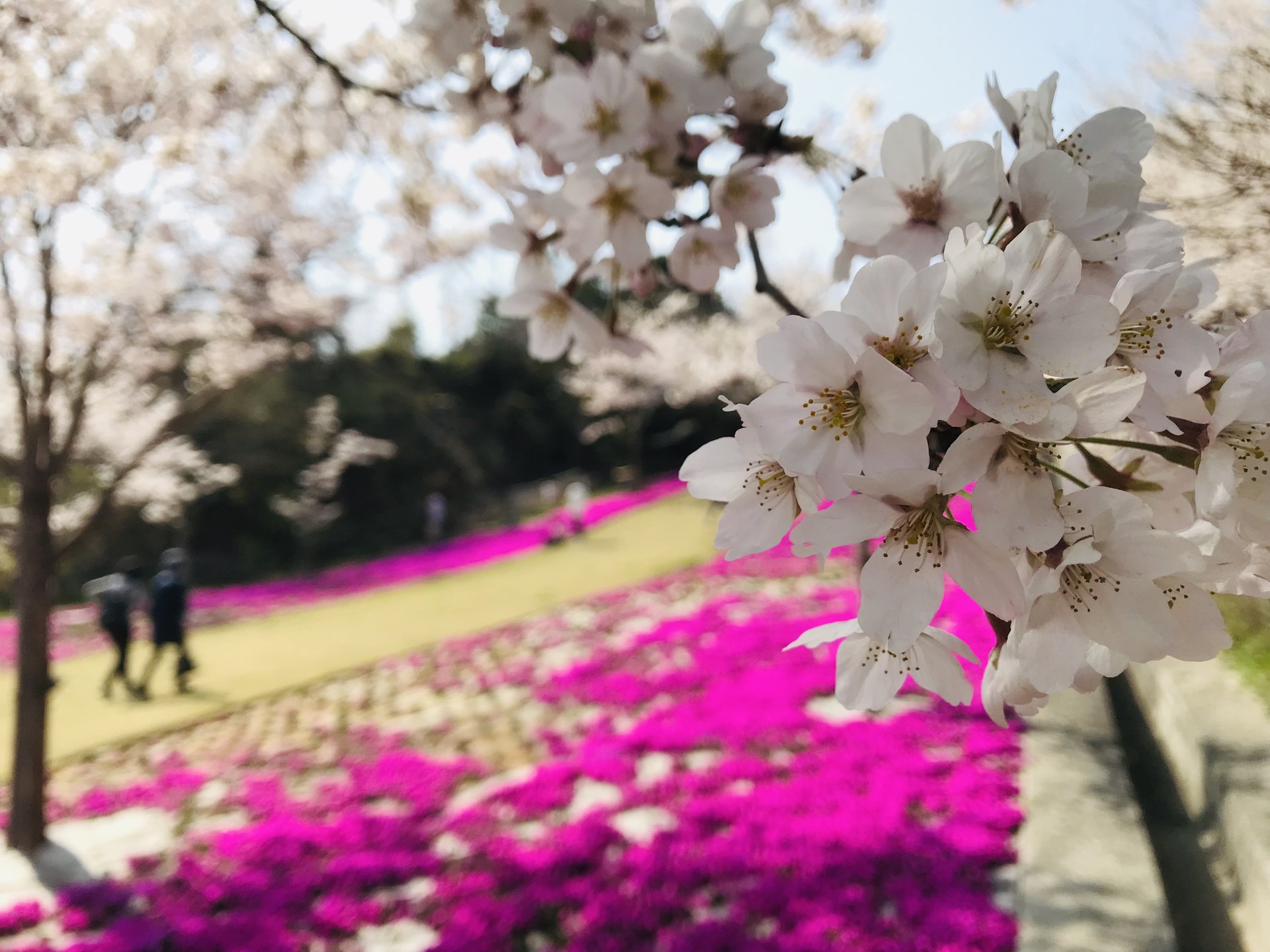 泉南市農業公園 花咲きファーム