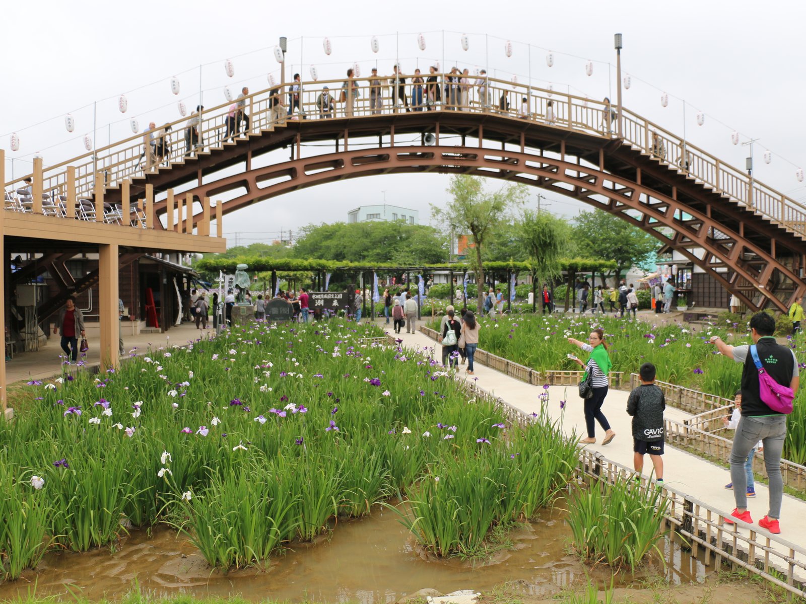 水郷潮来あやめ園