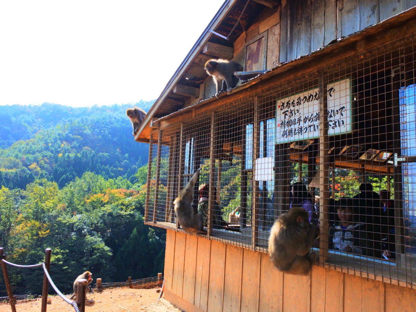 嵐山モンキーパークいわたやま