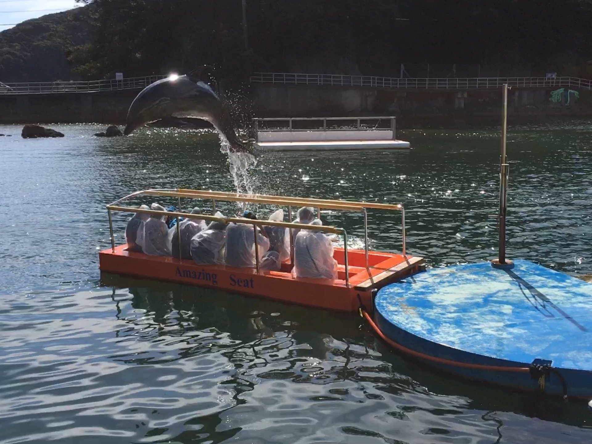 【西伊豆】動物たちと触れ合える水族館とまるで海外リゾートな海の堪能コース