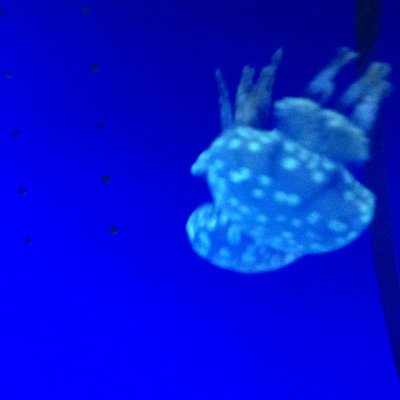 サンピアザ水族館