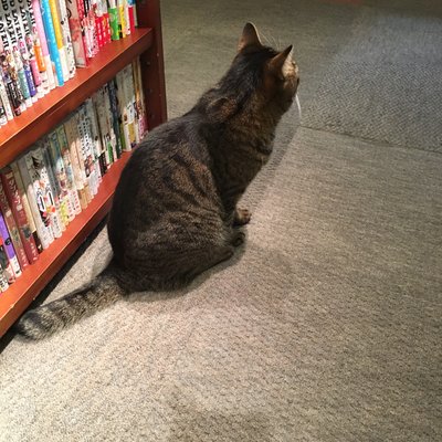 猫の居る休憩所299