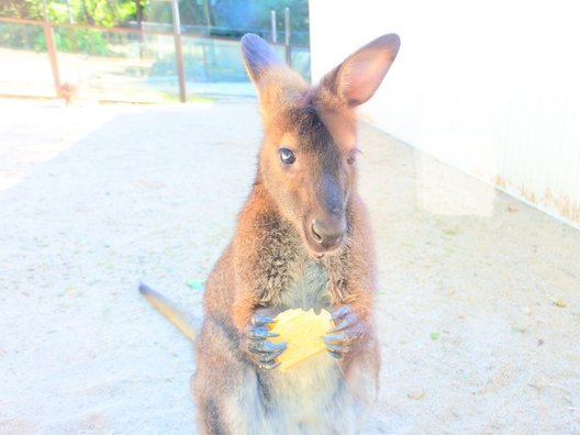 五月山動物園