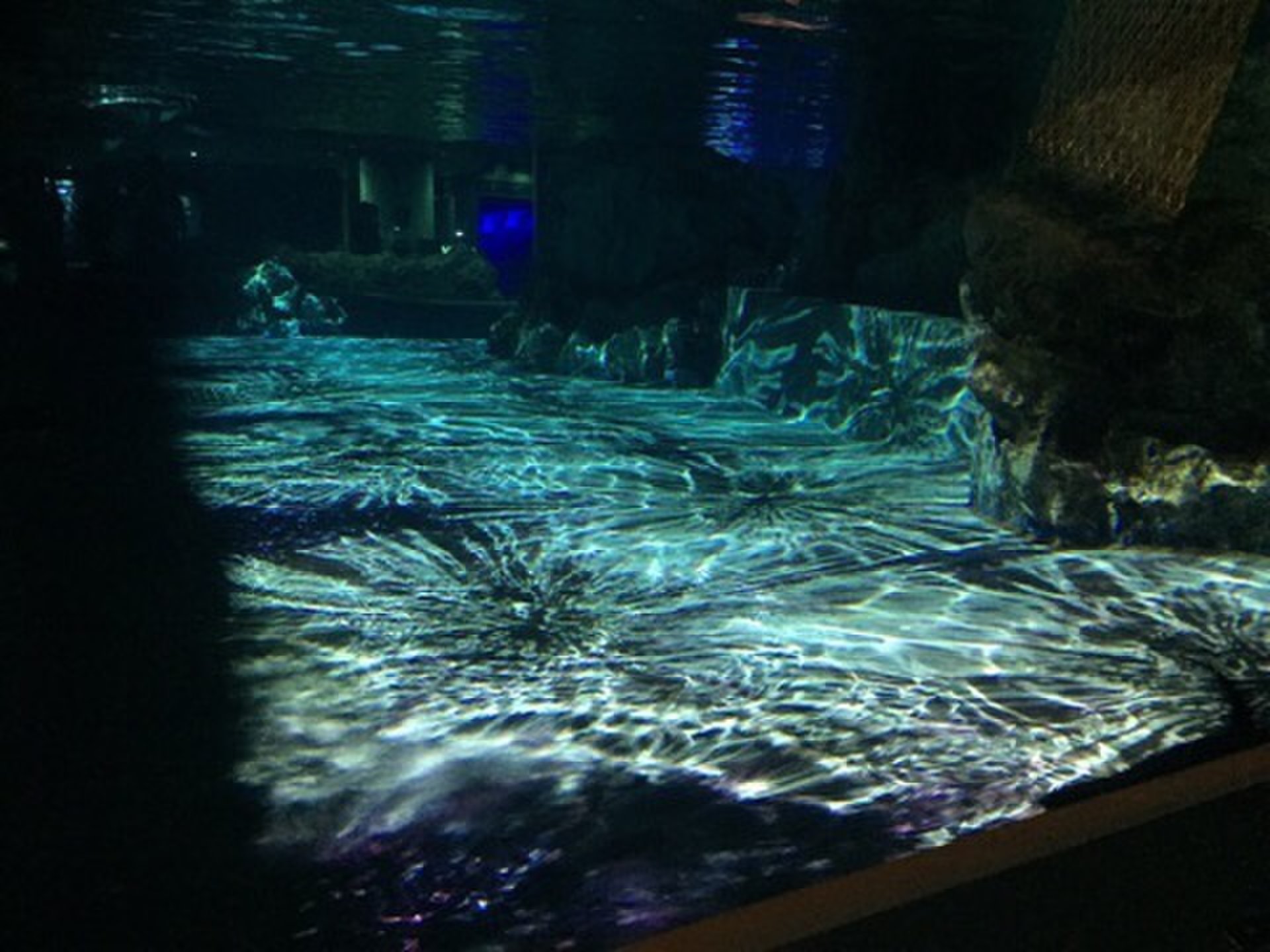 夜のデートにオススメ☆お酒が飲めるすみだ水族館！ペンギンとプロジェクションマッピングが最高♪