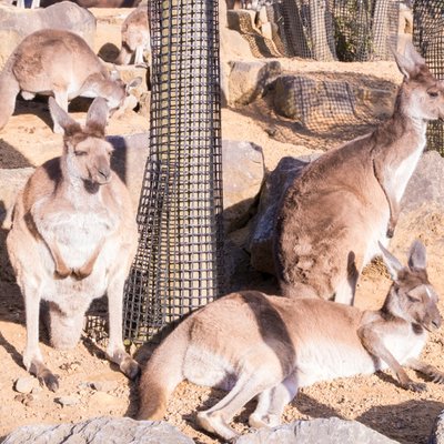 伊豆シャボテン動物公園