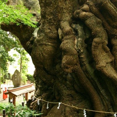 来宮神社