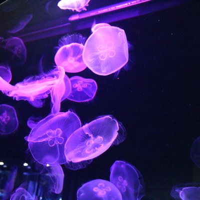 すみだ水族館