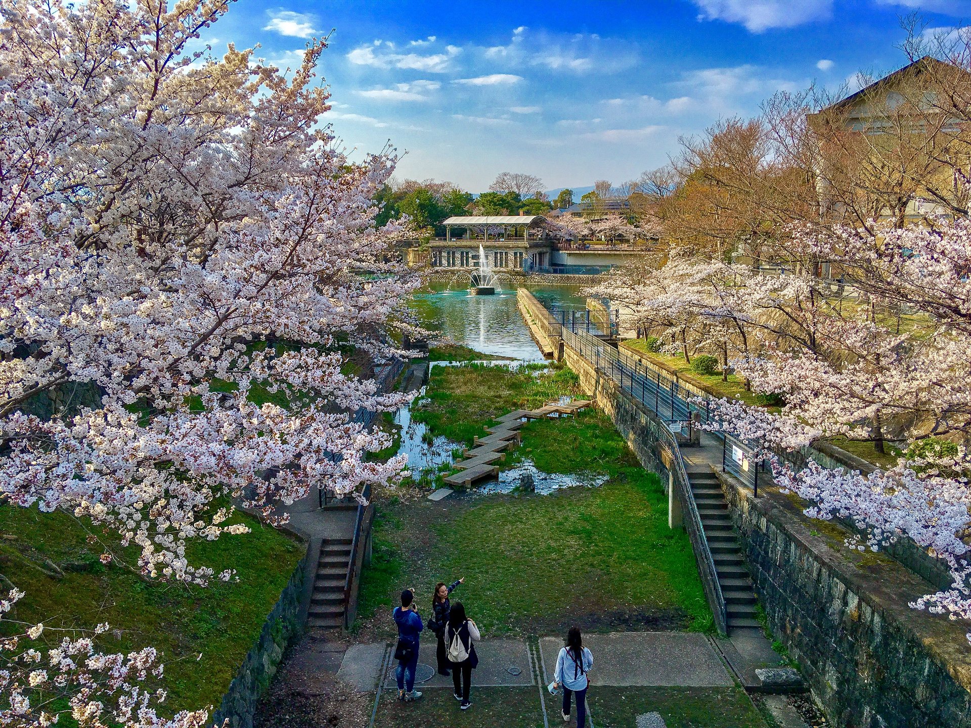 やっぱり春は京都へ 京都の中心の桜の名所で昼から夜までひたすら桜を楽しむ旅