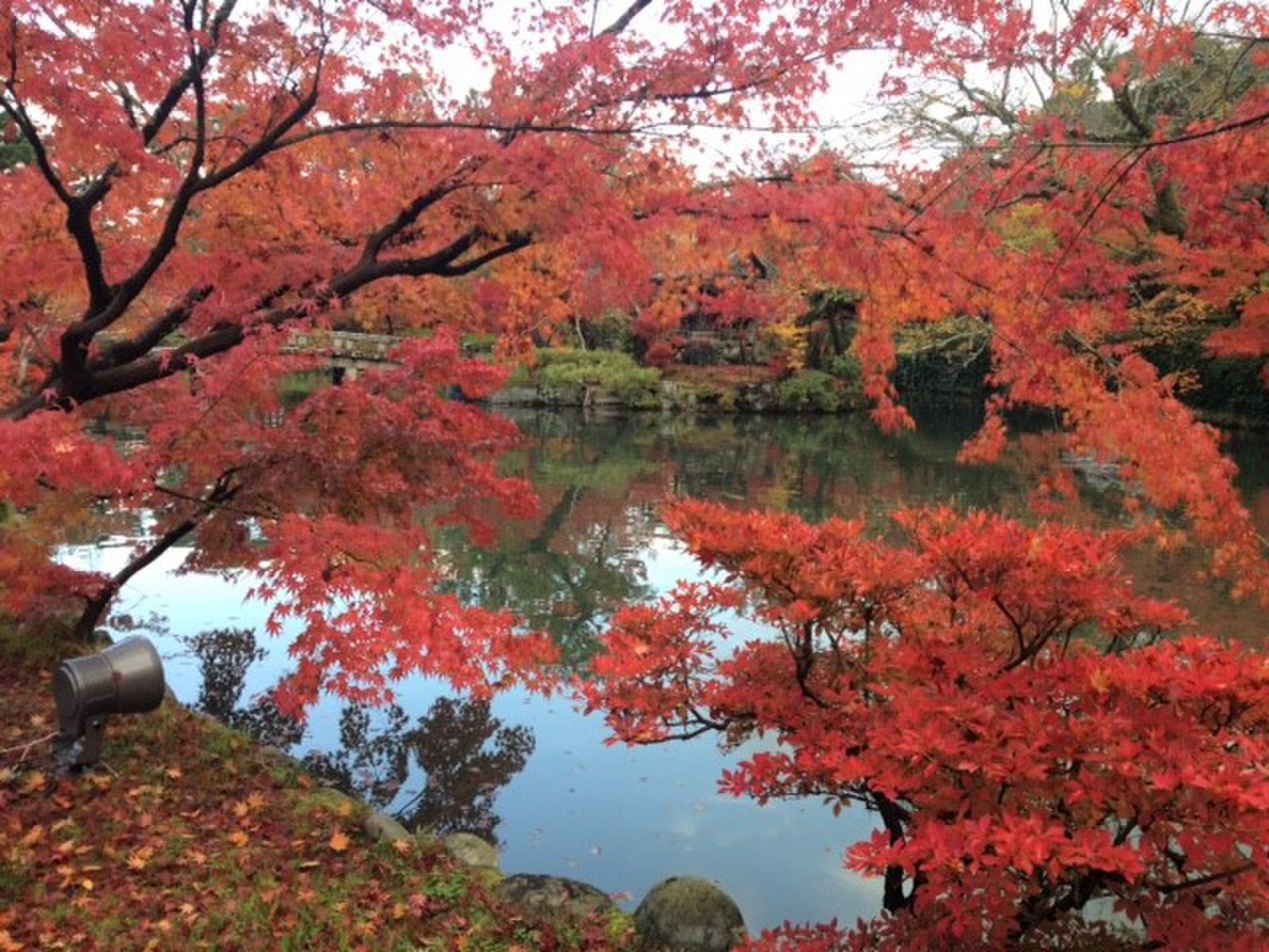 【紅葉の京都をお母さんと旅行】紅葉のお寺と抹茶スイーツをメインに。【１・2日目】