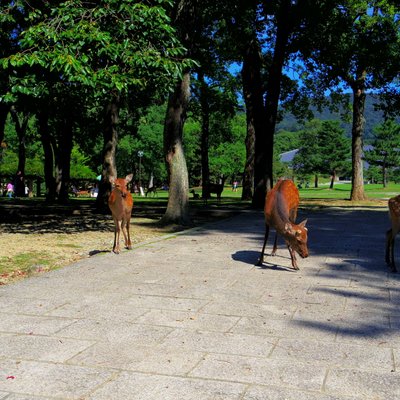 奈良公園