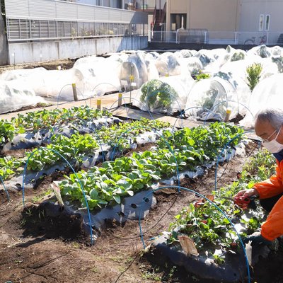 サポート付き市民農園「シェア畑」（下高井戸）