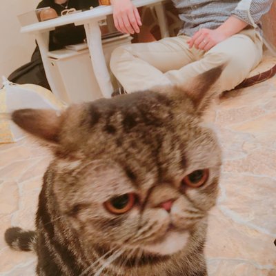 Cat Cafe てまりのおしろ