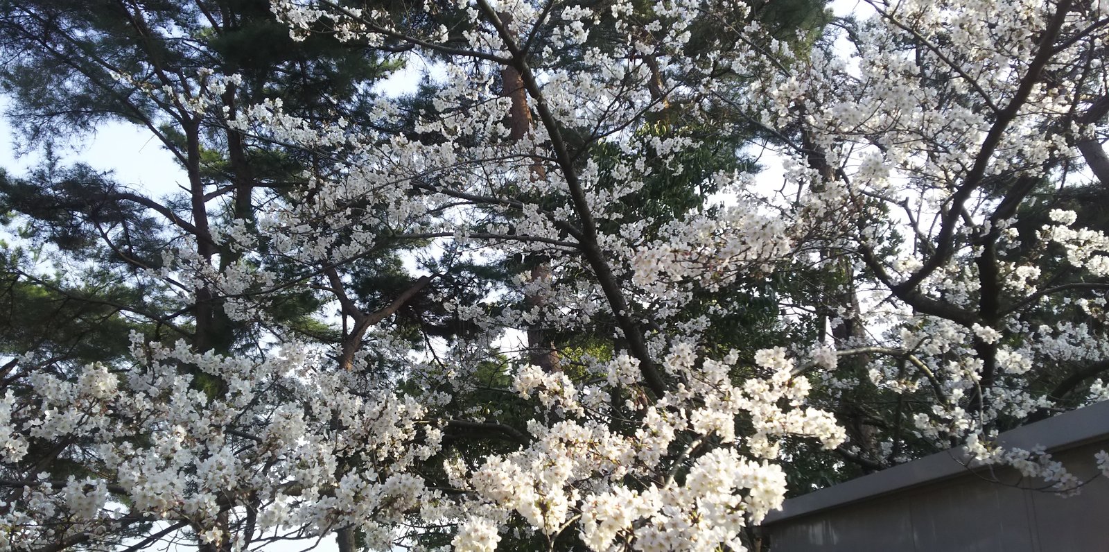 紅葉山公園