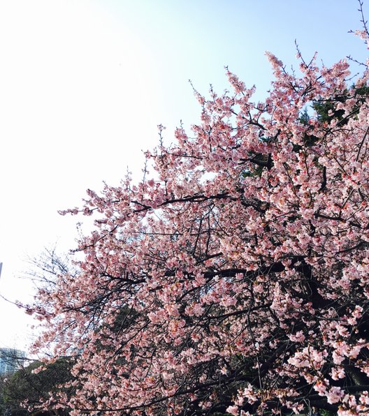 新宿御苑