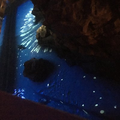 すみだ水族館