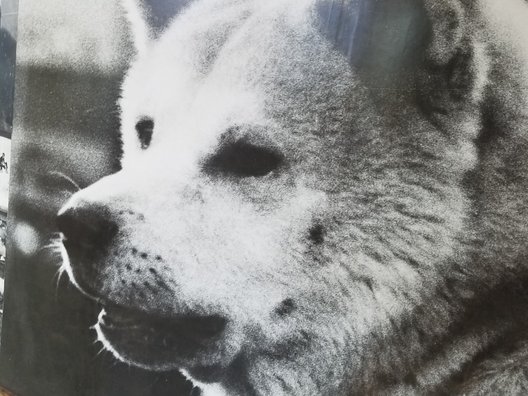 秋田犬会館